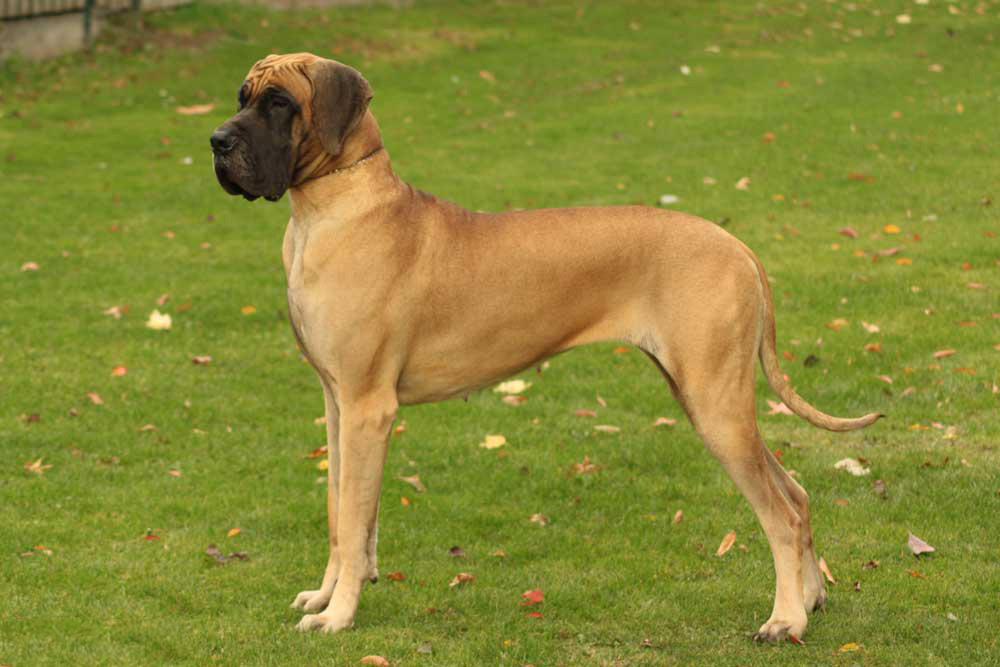 Shanti